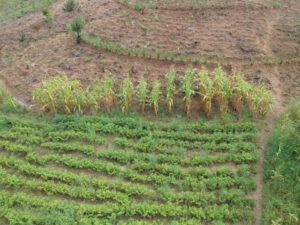 Anbau auf dem Feld von Humission