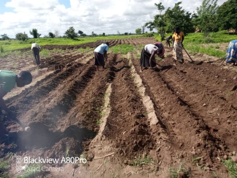 Einbringen des Terra Preta Düngers