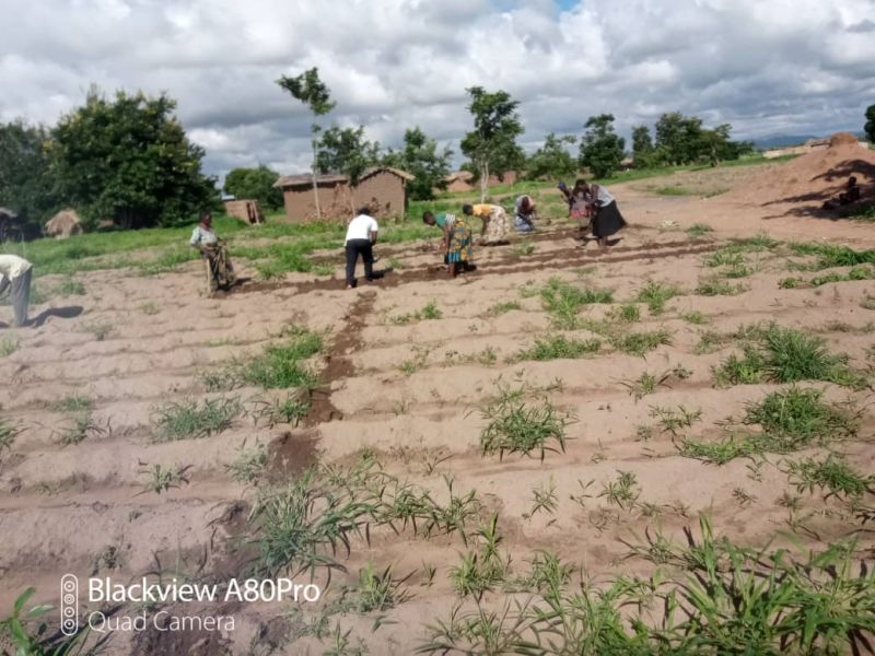 Jugendliche bei der Feldarbeit