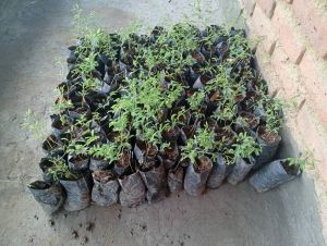 Angezüchtete Baumsetzlinge