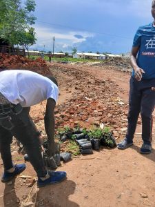 Mitarbeiter der Baumschule pflanzen Baumsetzlinge.