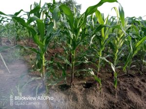 Maisanbau mit alternativem Dünger Terra Preta.