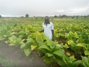 Bauer in Malawi begutachte seine Ernte mit alternativem Dünger Terra Preta.